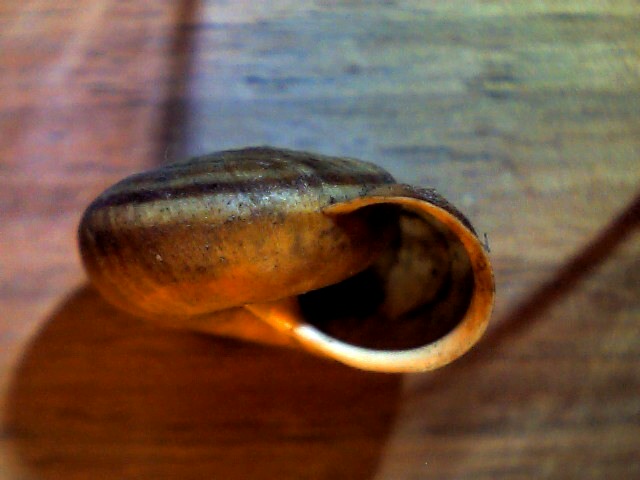 Chilostoma (Campylaea) planospira var. neapolitana